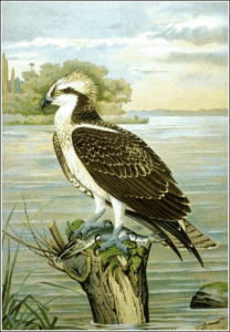 osprey free clipart