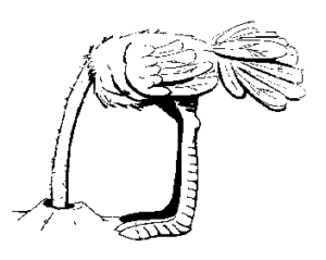 ostrich head in sand free clipart