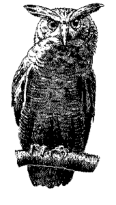 owl free clipart