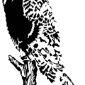 owl bold graphic free clipart