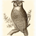 owl free clipart