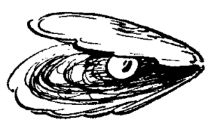 oyster bw free clipart