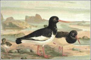 oystercatcher free clipart