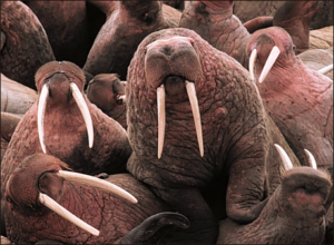 pacific walrus free clipart