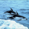 pacific white sided dolphin free clipart