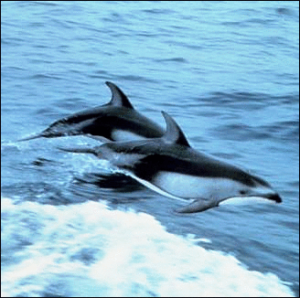 pacific white sided dolphin free clipart