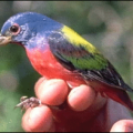 painted bunting passerina ciris free clipart