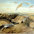 pallas sandgrouse free clipart