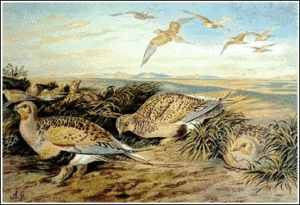 pallas sandgrouse free clipart