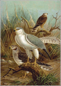pallid harrier free clipart