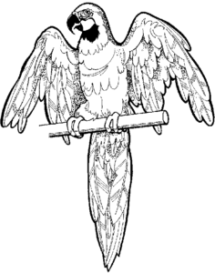 parrot free clipart