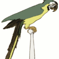 parrot free clipart