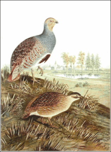 partridge free clipart