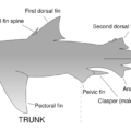 parts of a shark free clipart