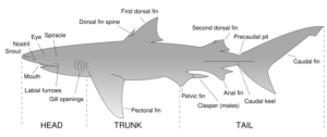 parts of a shark free clipart