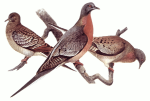 passenger pigeon free clipart