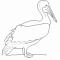 pelican free clipart