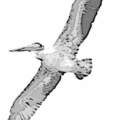 pelican harsh edge free clipart