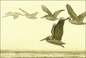 pelicans in the twilight free clipart