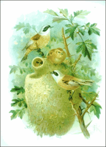 penduline tit free clipart