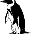 penguin bird free clipart