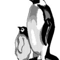 penguin with nestling free clipart