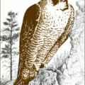 peregrine falcon bird free clipart