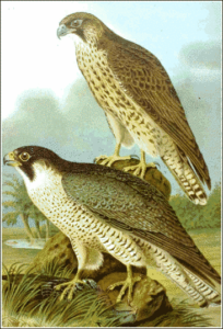 peregrine falcon free clipart