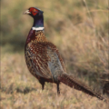 pheasant phasianidae free clipart