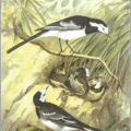 pied wagtail free clipart