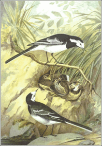 pied wagtail free clipart
