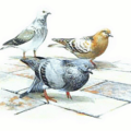 pigeon free clipart