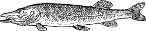pike free clipart