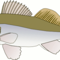 pike perch free clipart