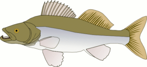 pike perch free clipart