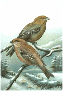 pine grosbeak free clipart