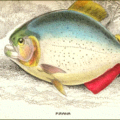 piranha free clipart