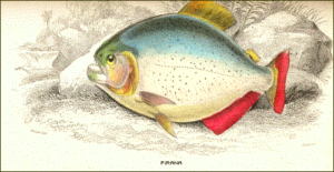 piranha free clipart