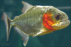 piranha free clipart