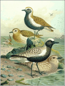 plover grey and golden free clipart