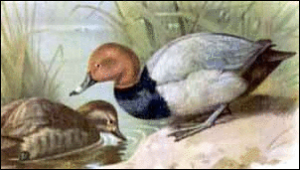 pochard free clipart