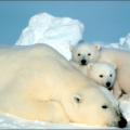 polar bear with cubs free clipart