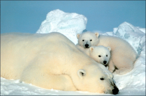 polar bear with cubs free clipart