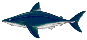 porbeagle free clipart