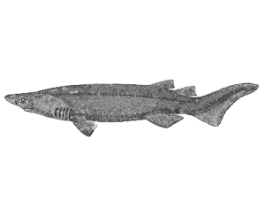 prickly shark free clipart