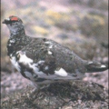 ptarmigan free clipart