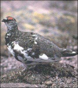 ptarmigan free clipart