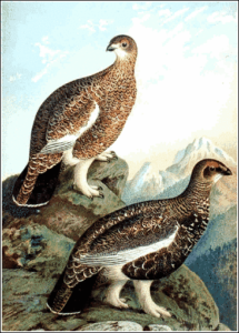 ptarmigan free clipart