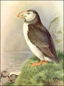 puffin free clipart