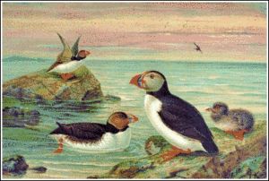 puffin free clipart